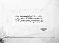 Sporisorium reilianum image